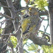 Syrian Serin