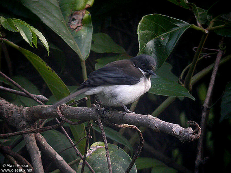 Dark-backed Sibiaadult