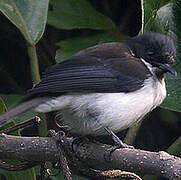 Dark-backed Sibia