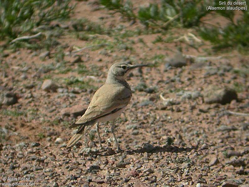 Greater Hoopoe-Lark