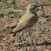 Greater Hoopoe-Lark