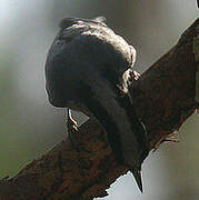 Giant Nuthatch