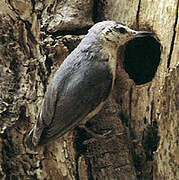 Algerian Nuthatch