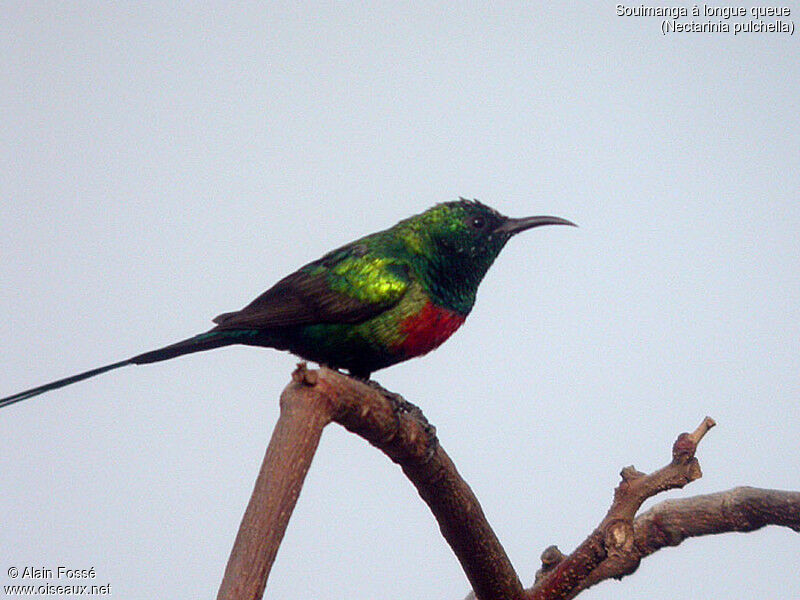 Beautiful Sunbird