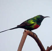 Beautiful Sunbird