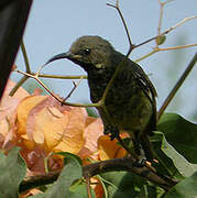 Scarlet-chested Sunbird