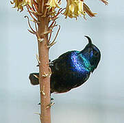 Palestine Sunbird