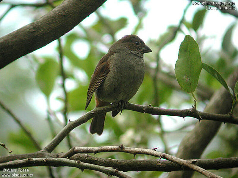 Lesser Antillean Bullfinch