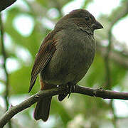 Lesser Antillean Bullfinch