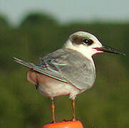 Forster's Tern