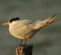 Elegant Tern