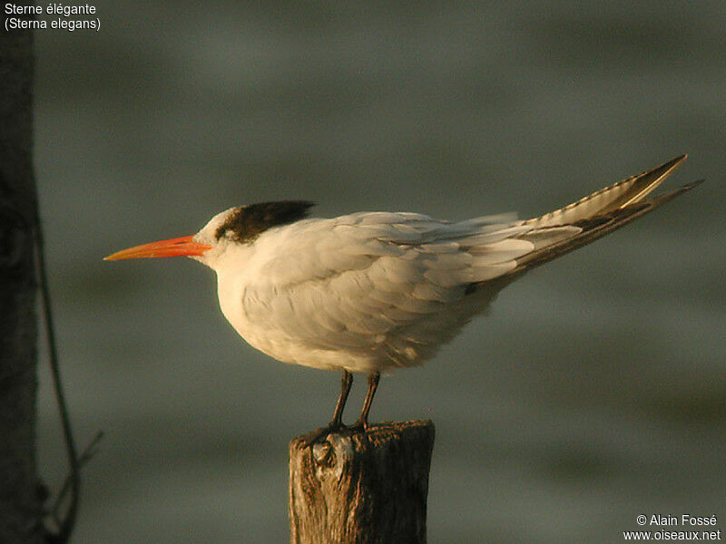 Elegant Tern