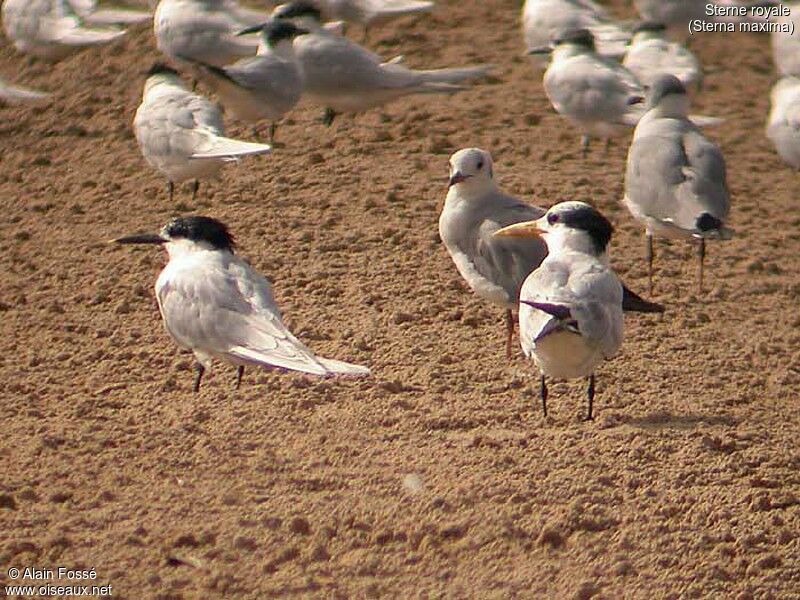 Royal Tern