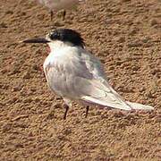 Royal Tern