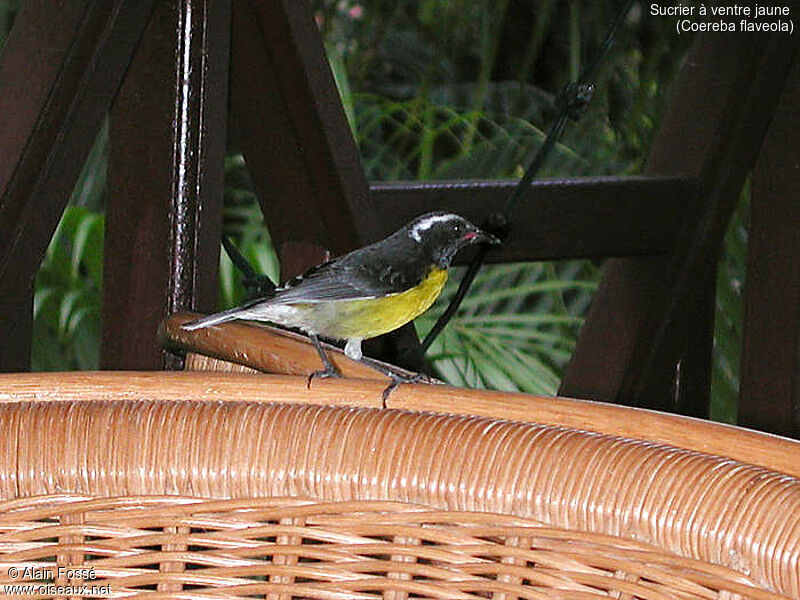 Sucrier à ventre jaune