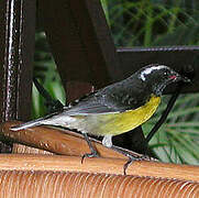 Bananaquit