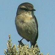 Reunion Stonechat