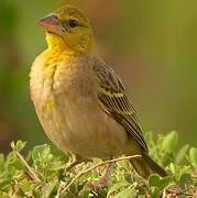 Village Weaver