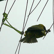 Village Weaver