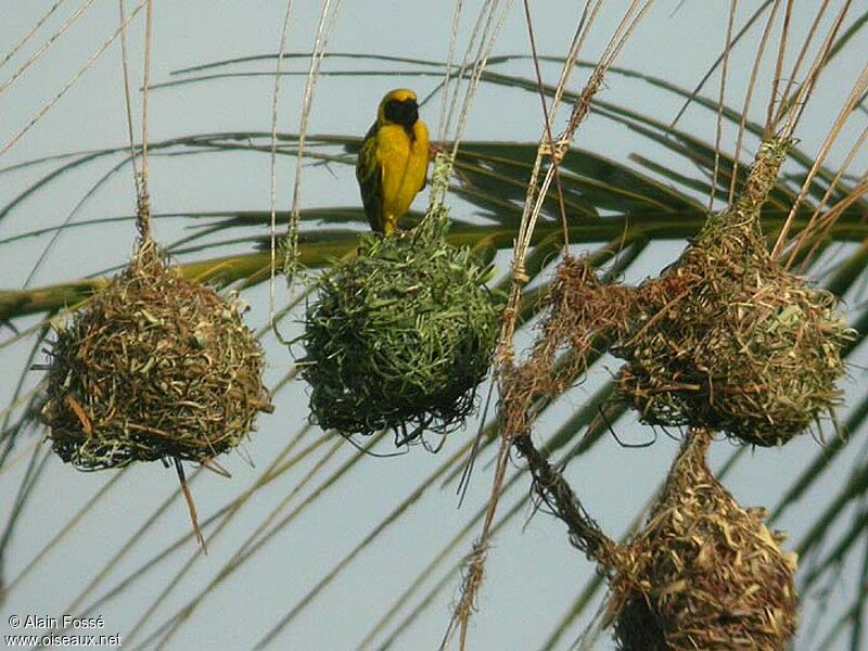 Village Weaver