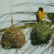 Village Weaver