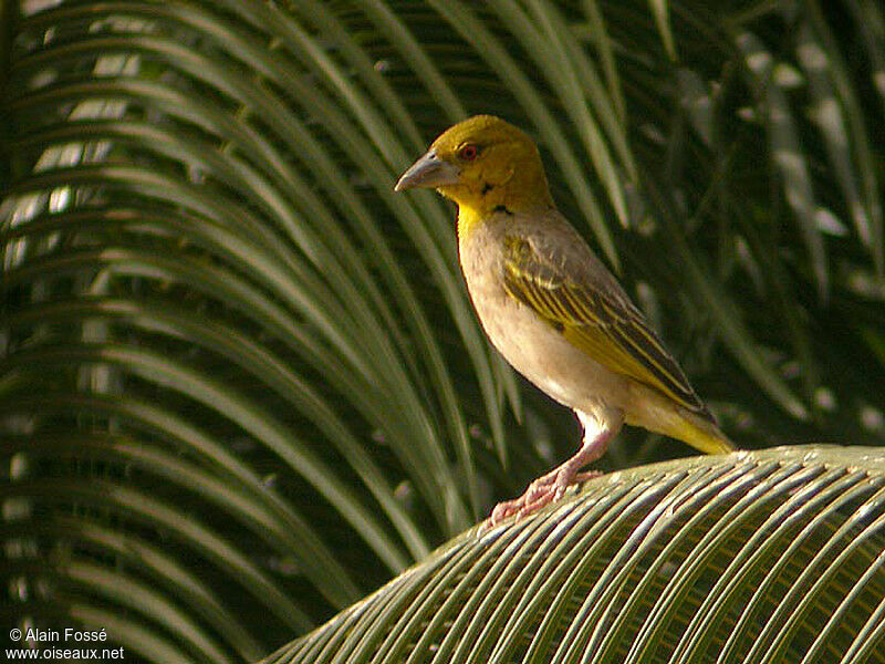 Village Weaver