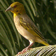 Village Weaver