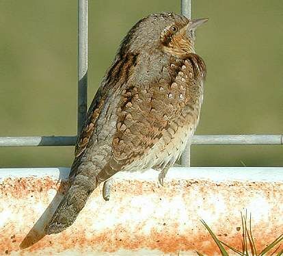 Eurasian Wryneck