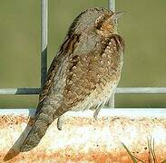 Eurasian Wryneck