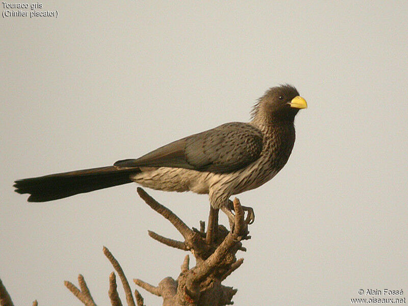 Western Plantain-eater