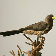 Western Plantain-eater