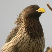 Western Plantain-eater