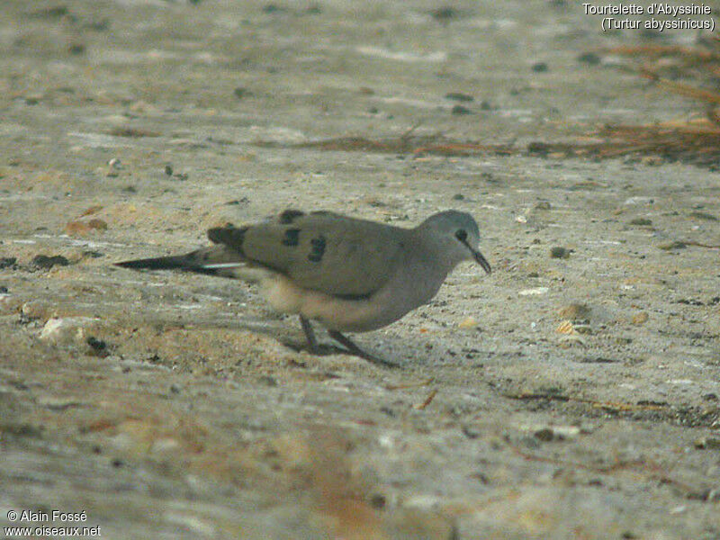 Black-billed Wood Dove