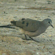 Black-billed Wood Dove