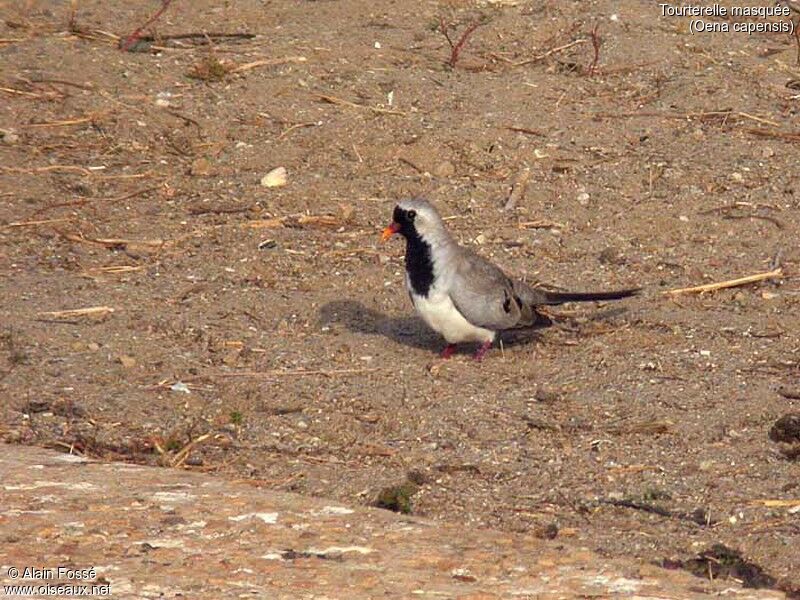 Namaqua Dove