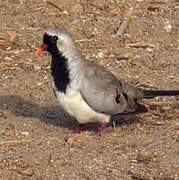 Namaqua Dove