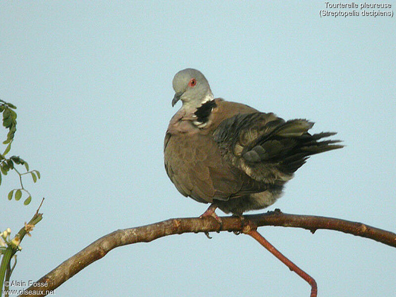 Mourning Collared Dove