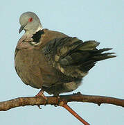 Mourning Collared Dove