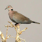 Mourning Collared Dove