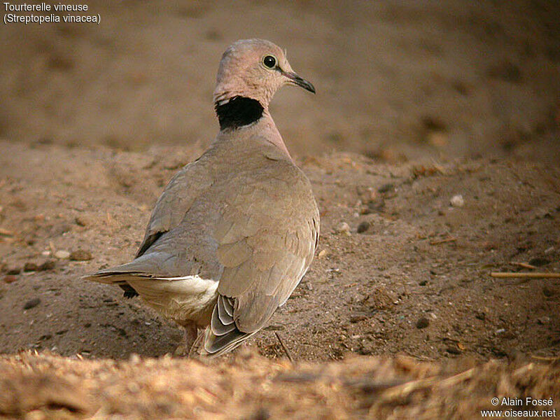 Vinaceous Dove