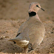 Vinaceous Dove