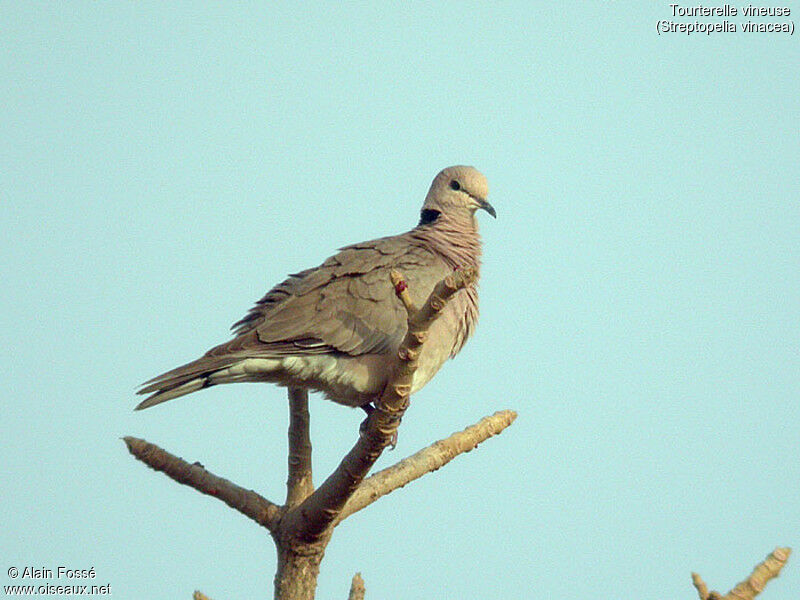 Vinaceous Dove