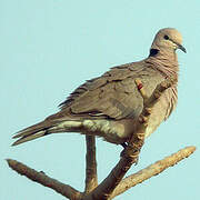 Vinaceous Dove