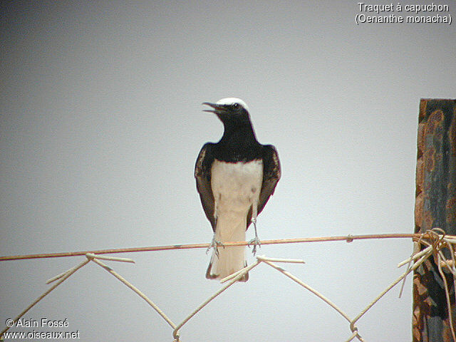 Hooded Wheatear