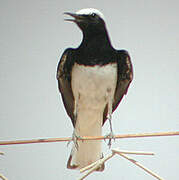 Hooded Wheatear