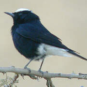 White-crowned Wheatear