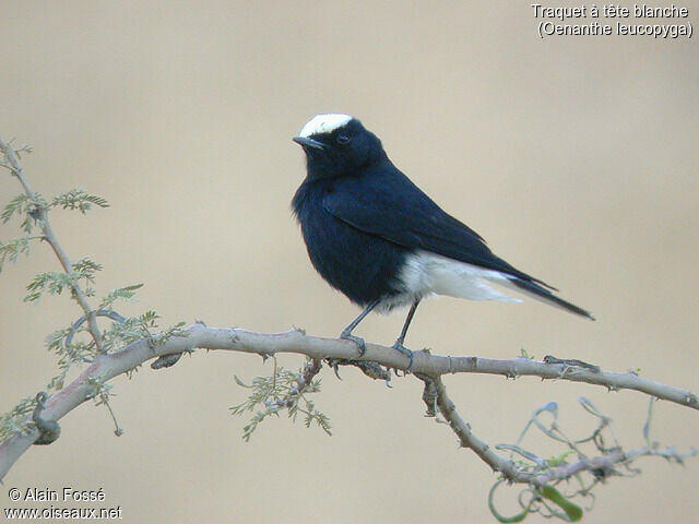 White-crowned Wheatear