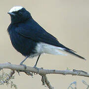 White-crowned Wheatear