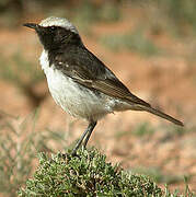 Red-rumped Wheatear