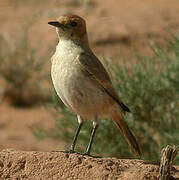 Red-rumped Wheatear